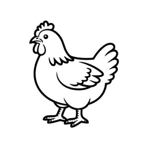 Zeichnung Plymouth Rock Huhn