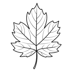 Zeichnung Herbstblatt